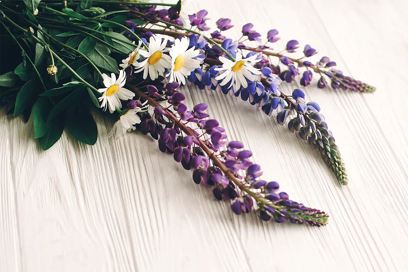 Chamomile and Lavender