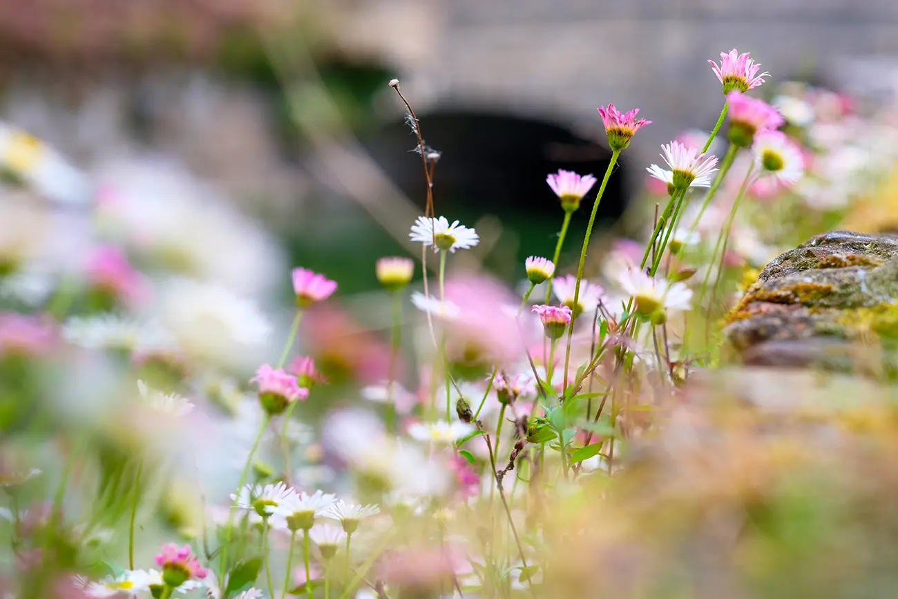 Daisies and other wildflowers