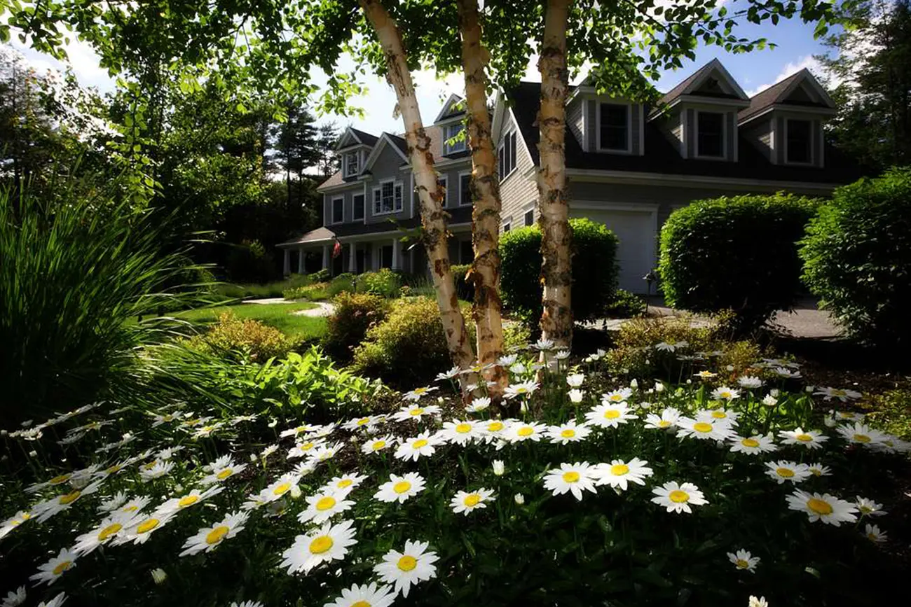 Daisies in a Garden