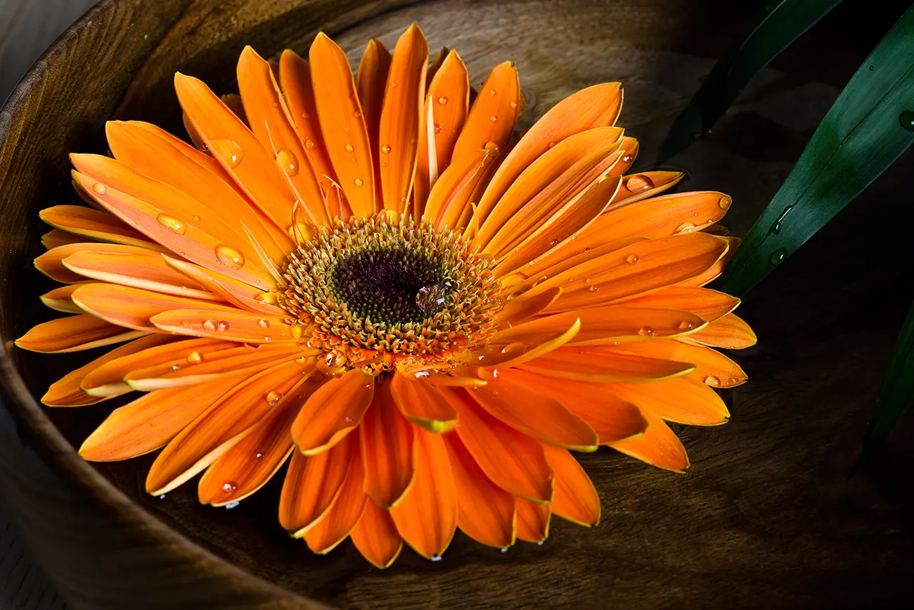 Orange Gerbera Daisy