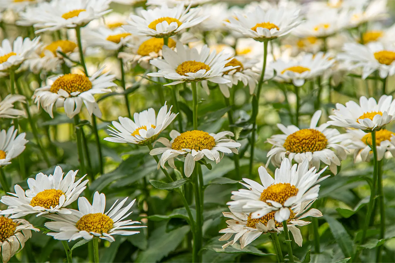 Oxeye Daisy