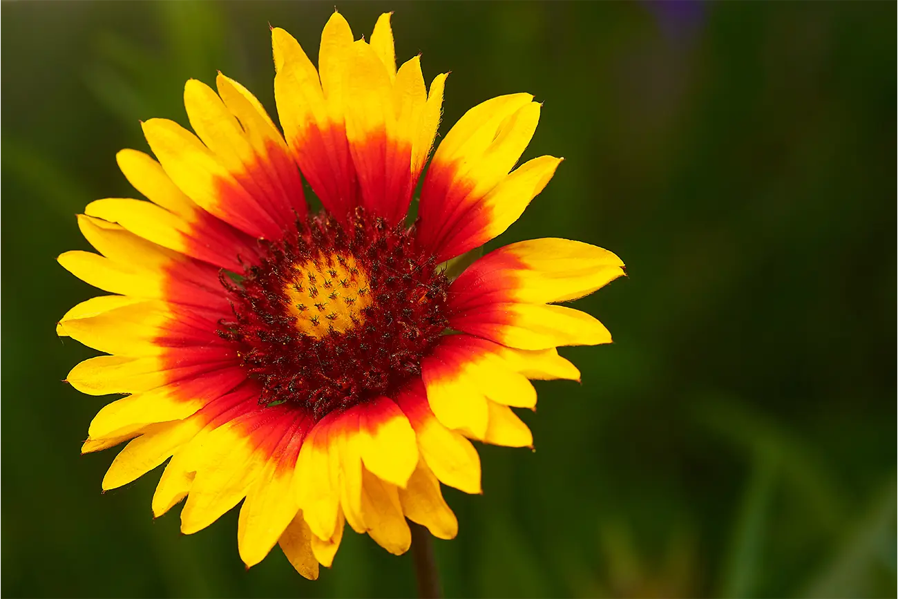 Painted Daisy
