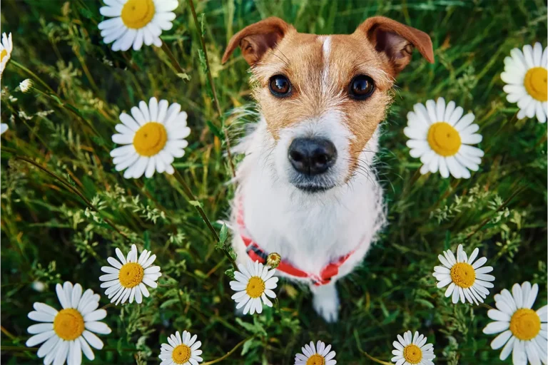 The Daisy - April's Flower of the Month