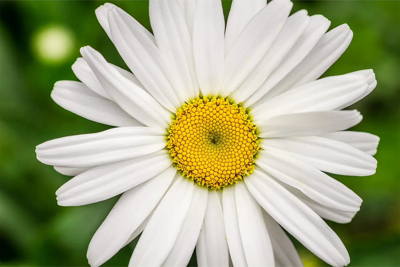 close up of Daisy