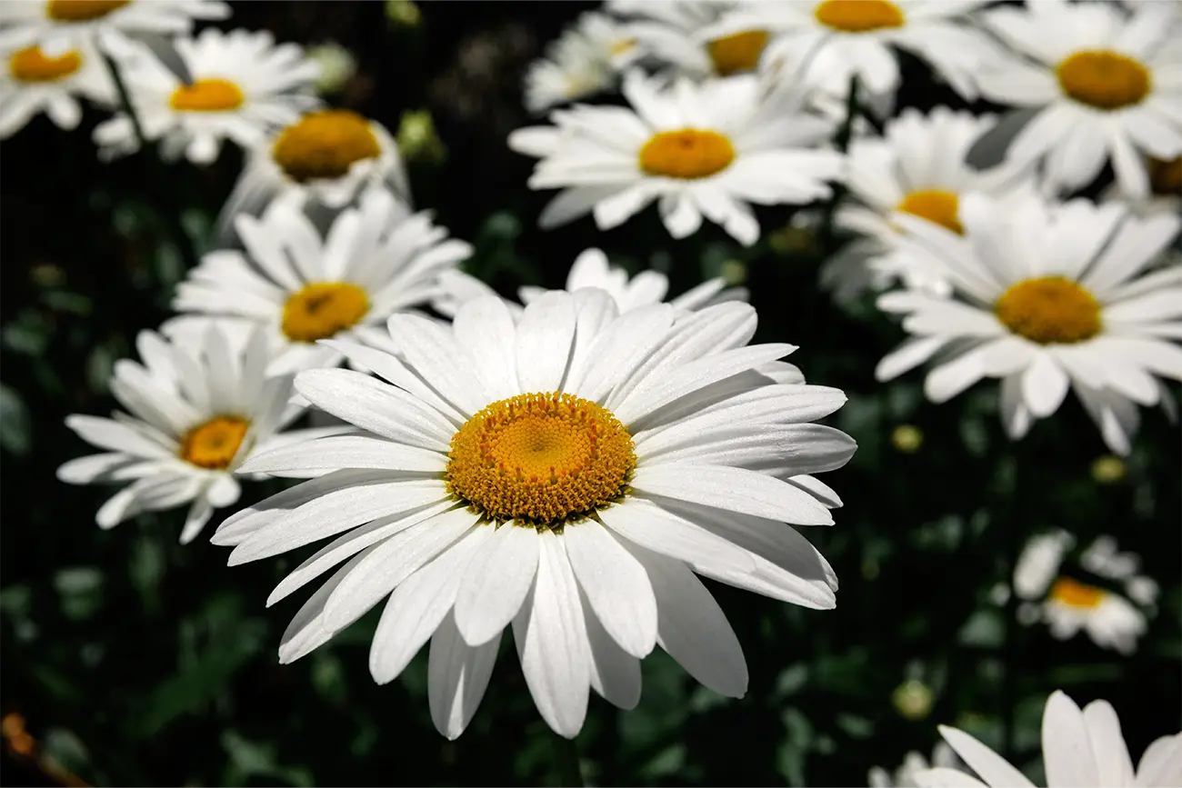 field of shasta daisies