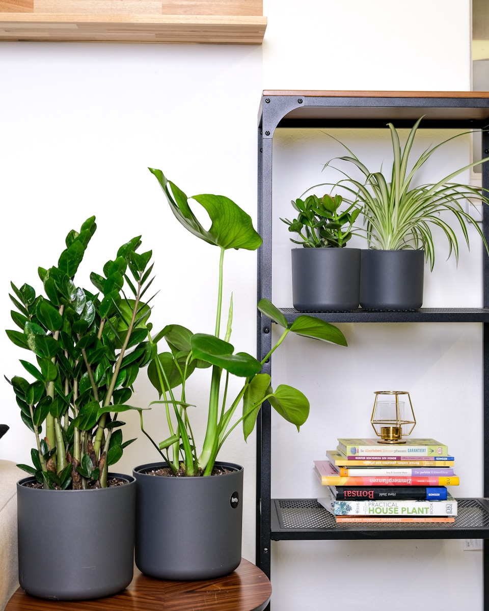 a couple of potted plants on a shelf