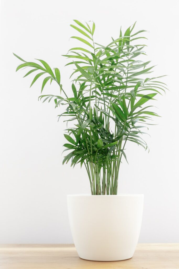 a potted plant sitting on top of a wooden table